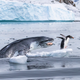 © Eduardo Del Álamo - Wildlife Photographer of the Year